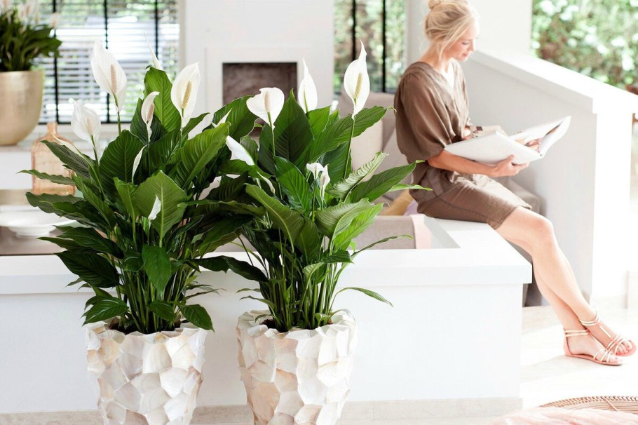 Комнатное растение спатифиллум