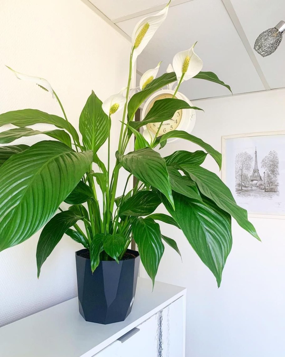 Спатифиллум обильноцветущий Spathiphyllum floribundum