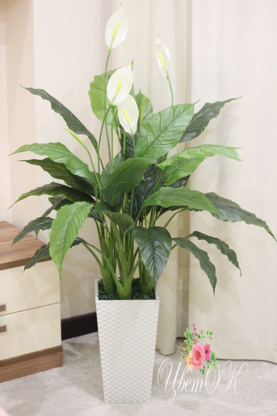 Спатифиллум сенсация Lechuza