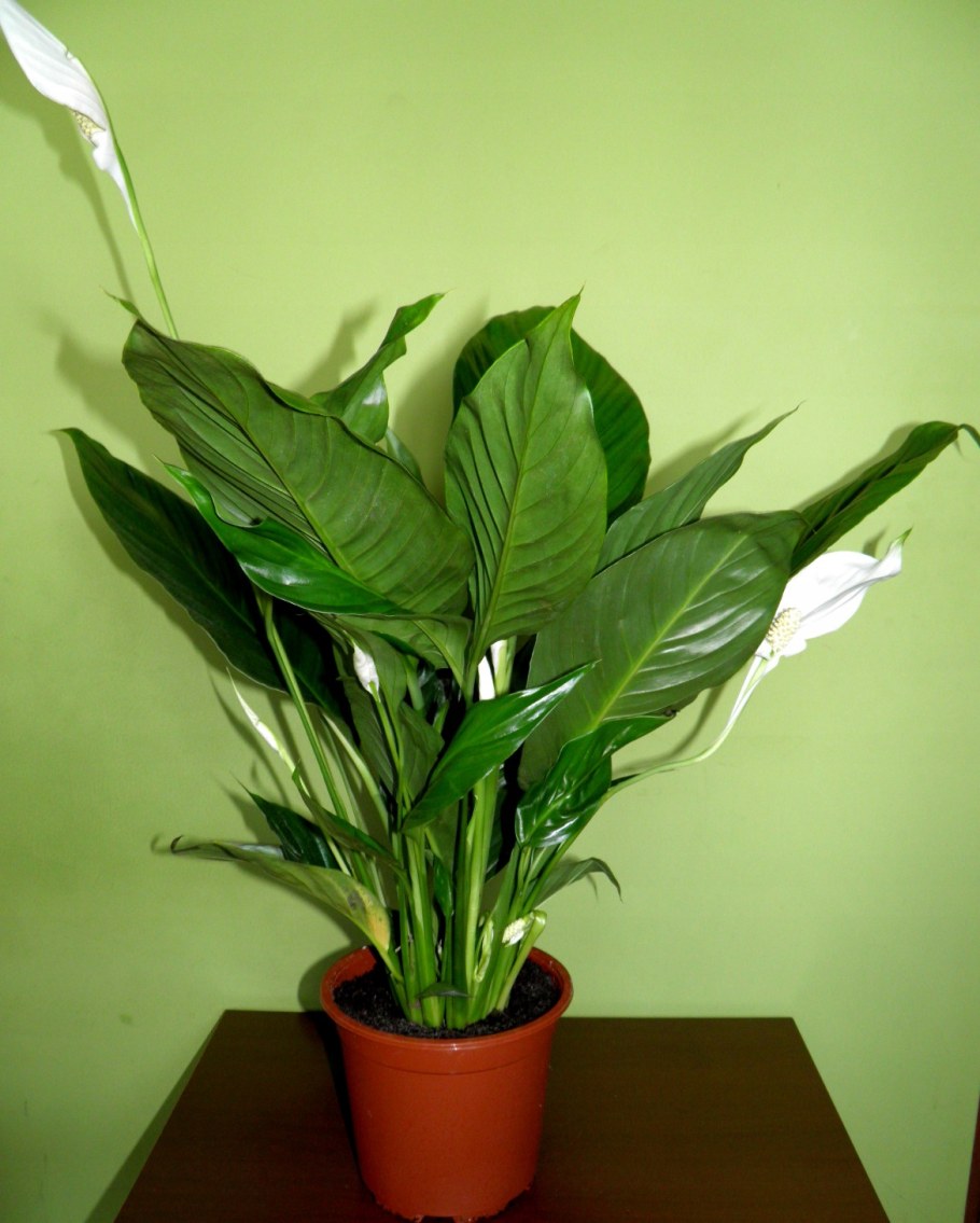 Спатифиллум Ультимо