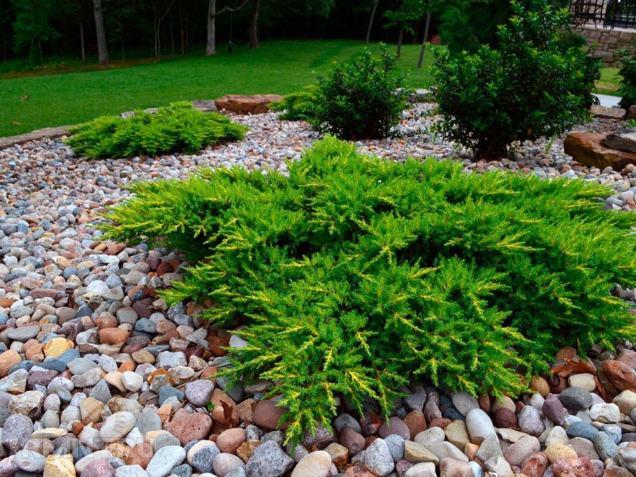 Можжевельник Грин карпет