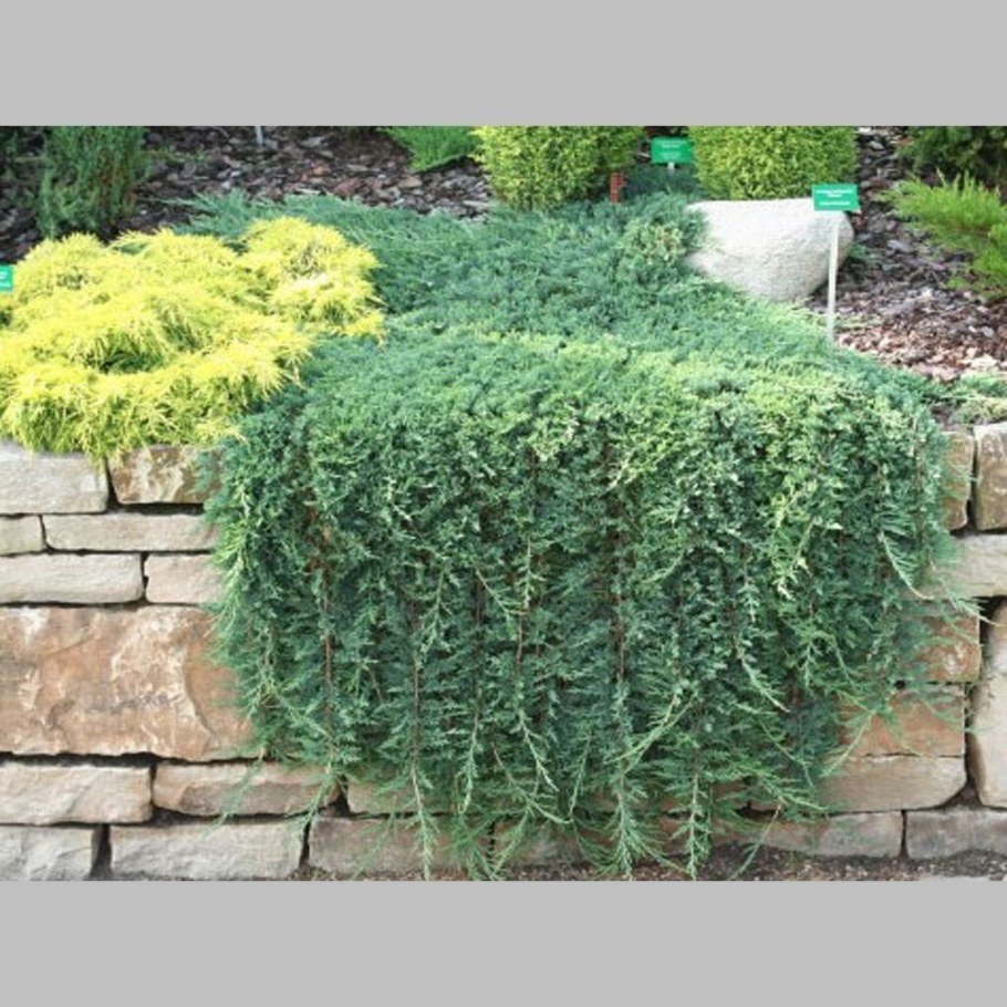 Можжевельник Вилтони Глаука