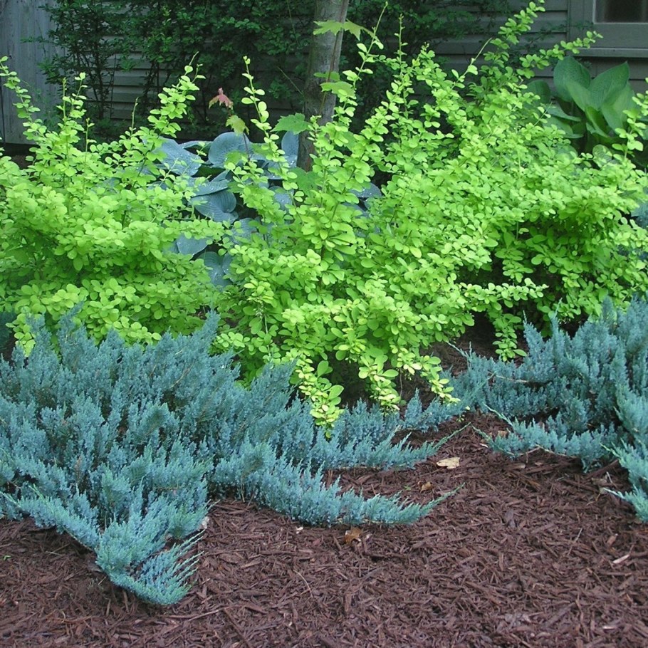 Можжевельник казацкий Блю чип