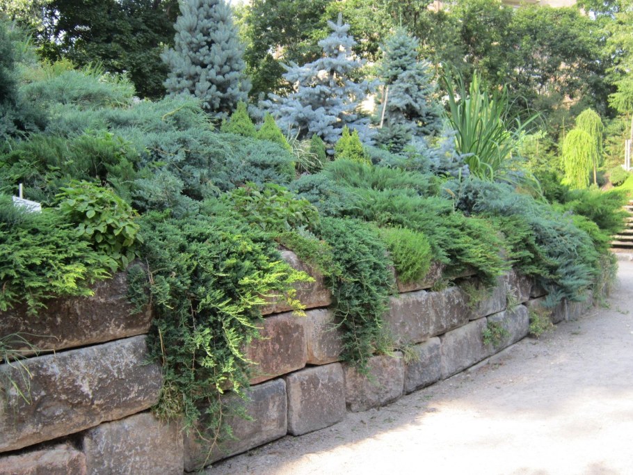 Можжевельник виргинский грей Оул