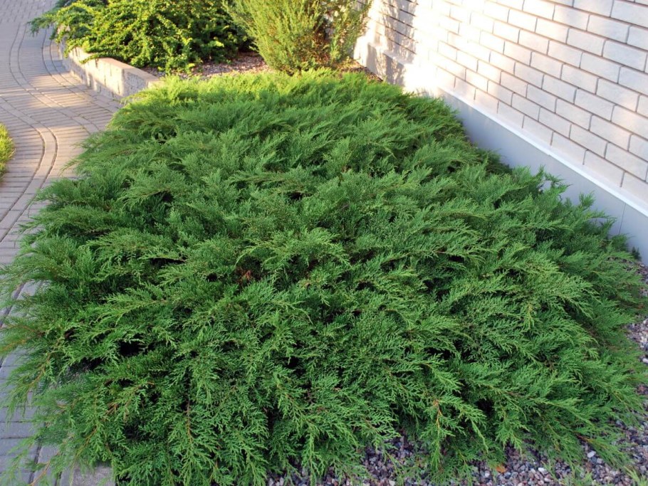 Микробиота перекрестнопарная Голдспот