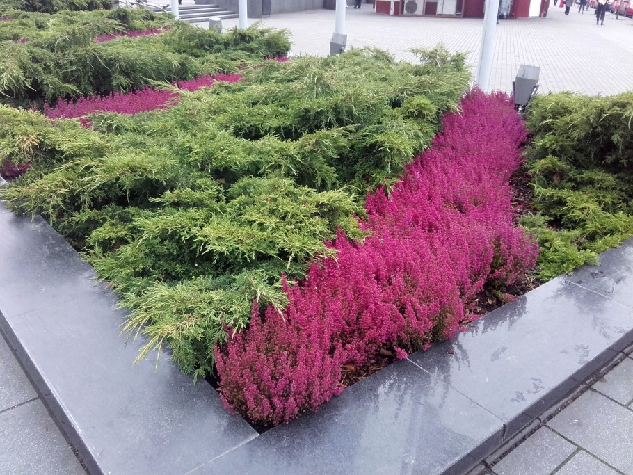 Можжевельник казацкий Глаука Живая изгородь