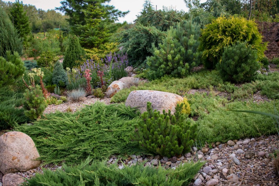 Можжевельник казацкий Нана