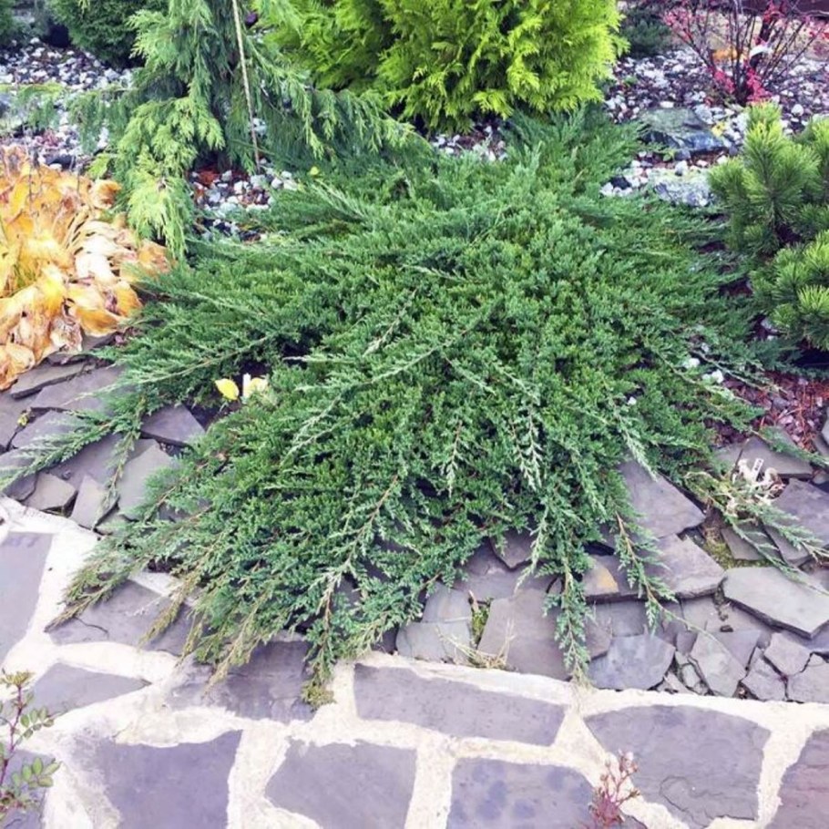 Можжевельник принц Уэльса