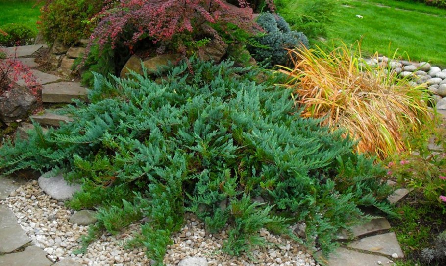 Можжевельник Rockery Gem