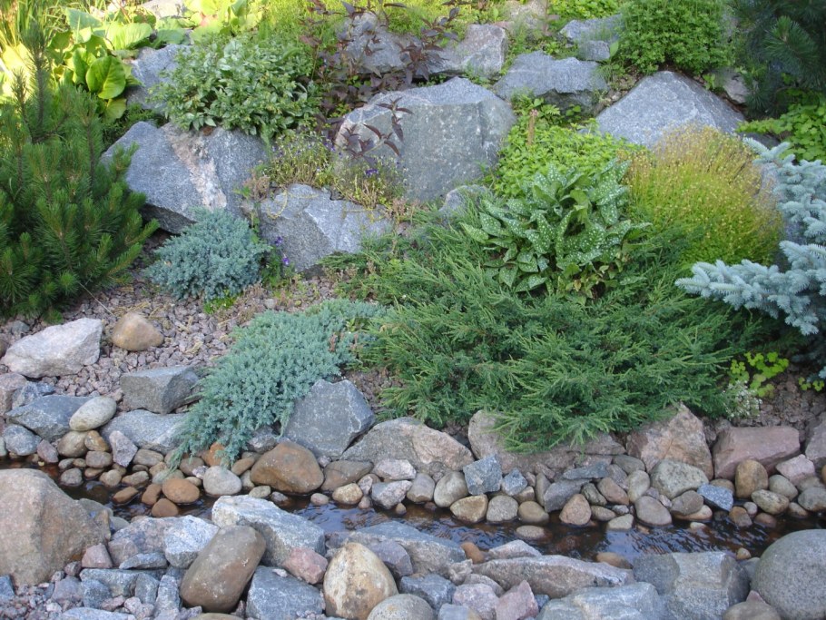 Хольгер можжевельник