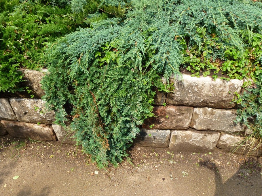 Juniperus horizontalis Wiltonii