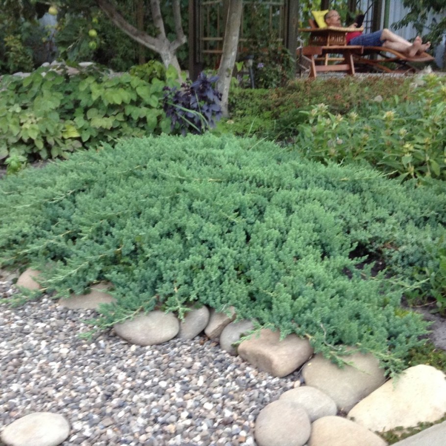 Можжевельник казацкий стелющийся