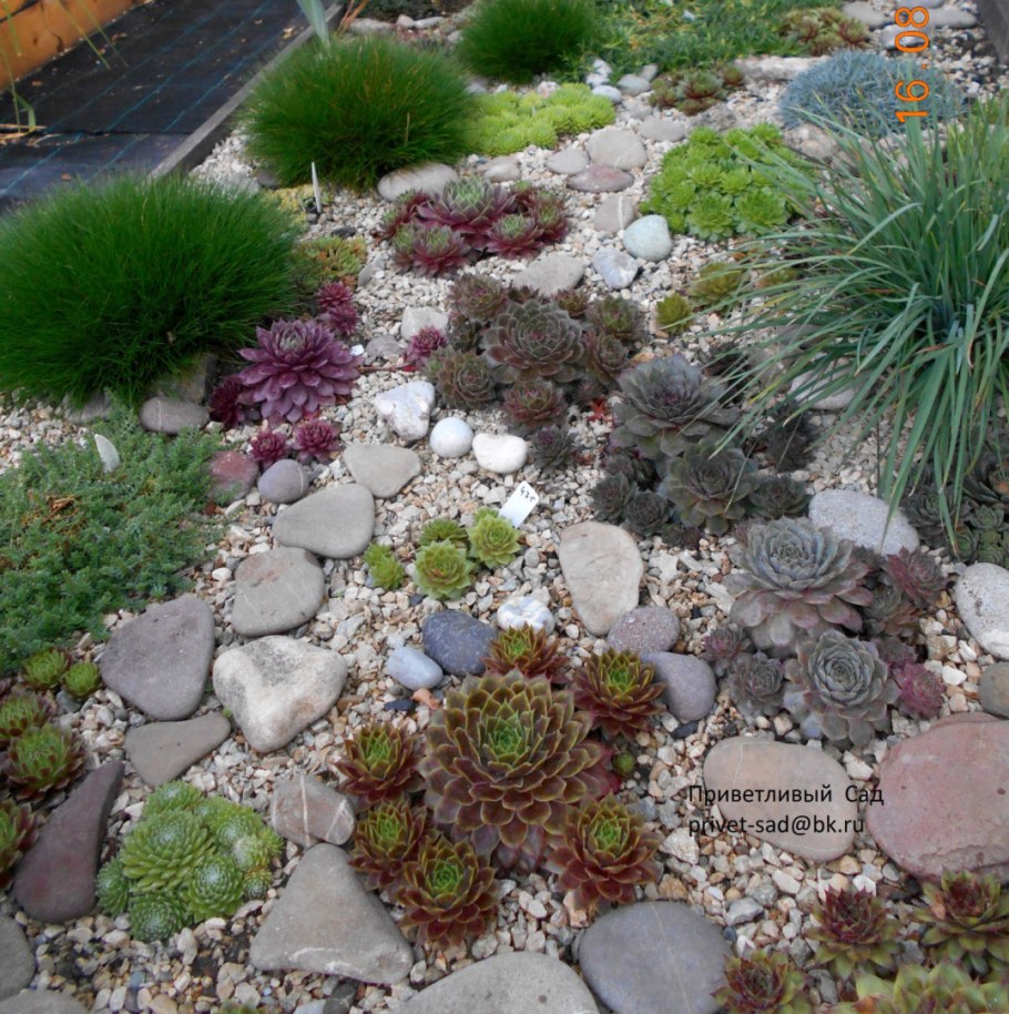 Камнеломки очитки молодило