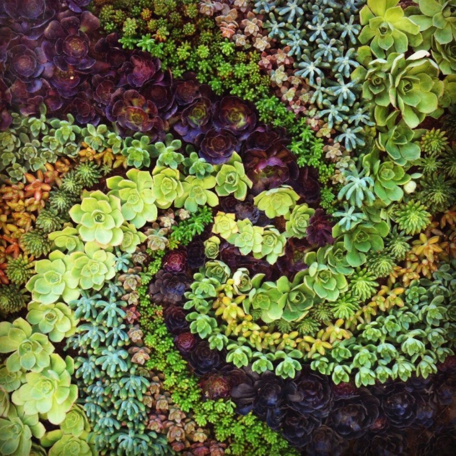 Суккулент седум мох