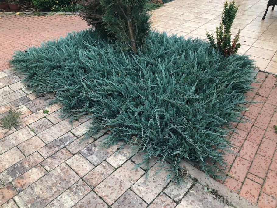 Можжевельник казацкий Блю чип