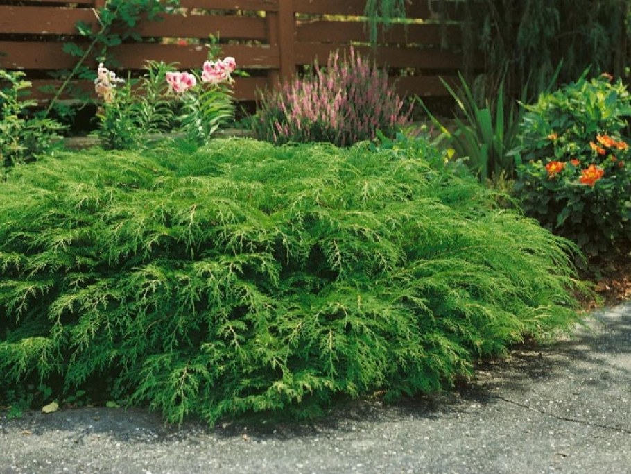 Микробиота хвойник