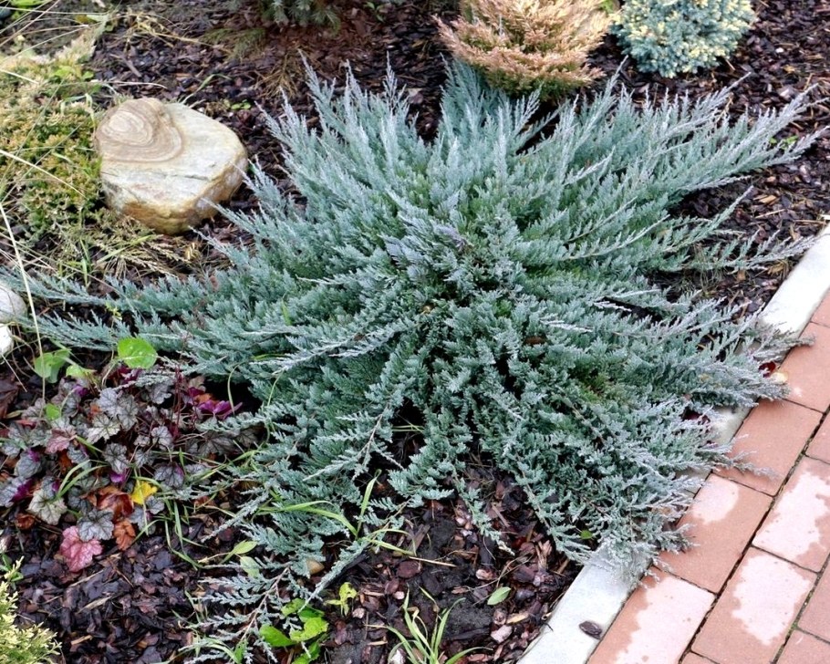 Можжевельник Блю чип