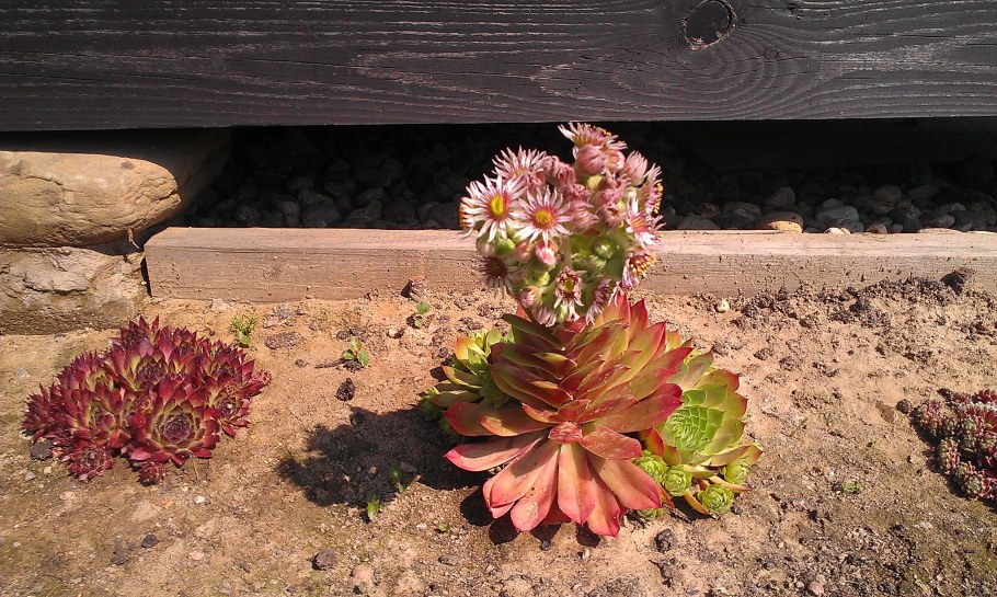 Каменная роза суккулент