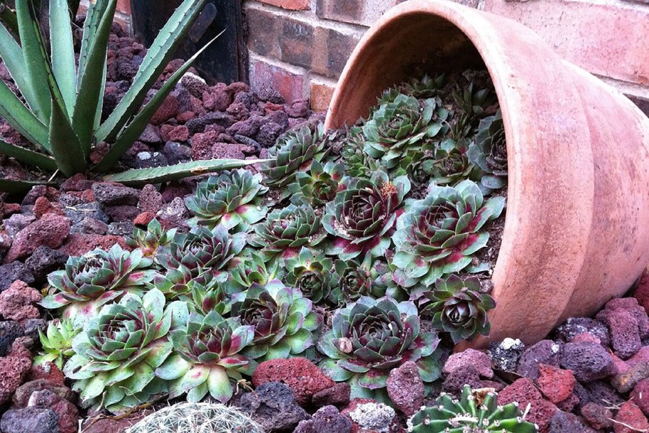 Камнеломки очитки молодило