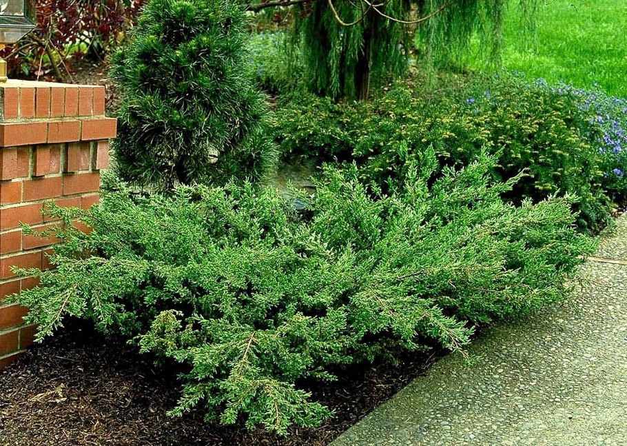 Можжевельник обыкновенный Репанда