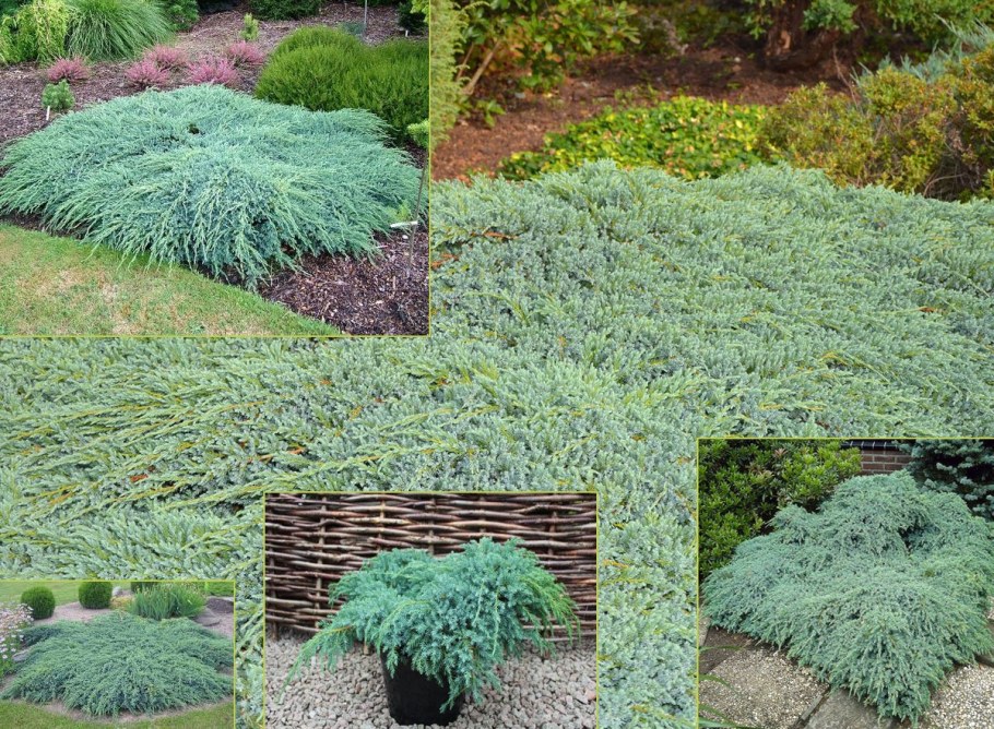 Можжевельник почвопокровный Блю чип