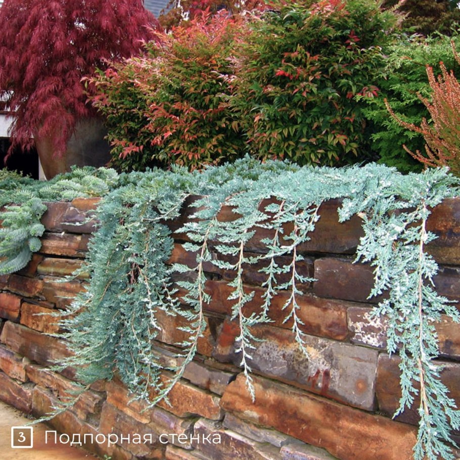 Можжевельник Вилтони