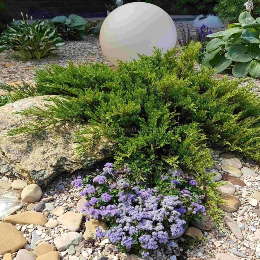 Рокарий с можжевельником казацким