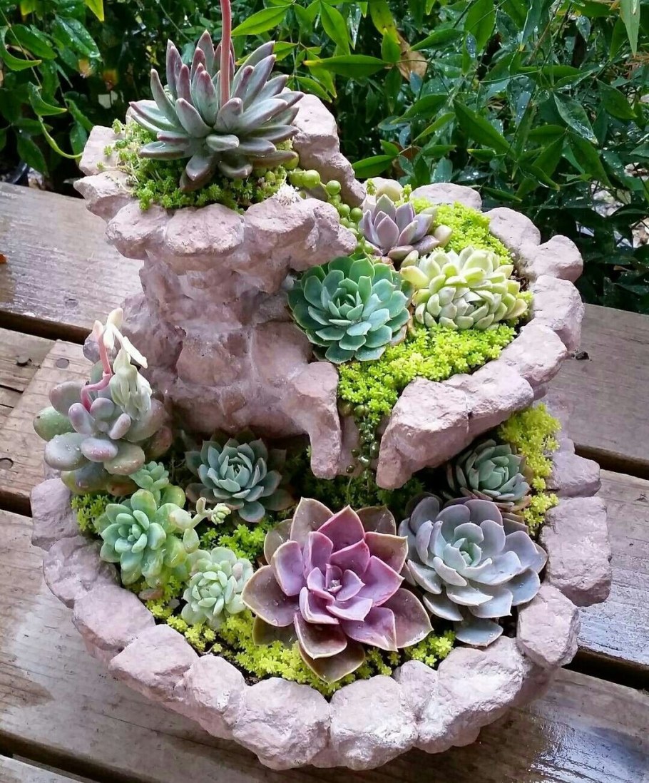 Каменная роза суккулент