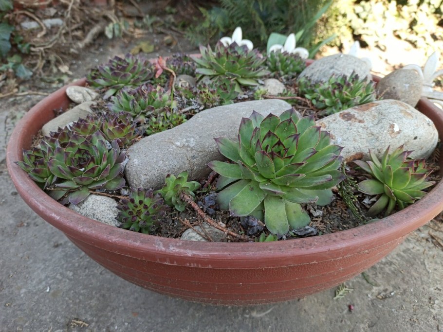 Молодило гипертуф