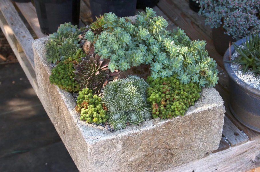 Молодило на альпийской Горке