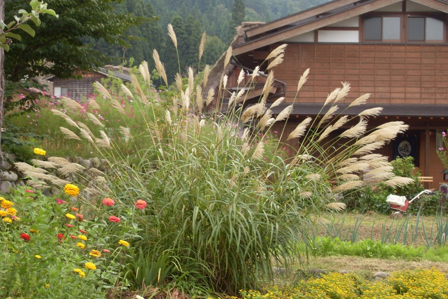 Мискантус китайский фар Ист Мэйден