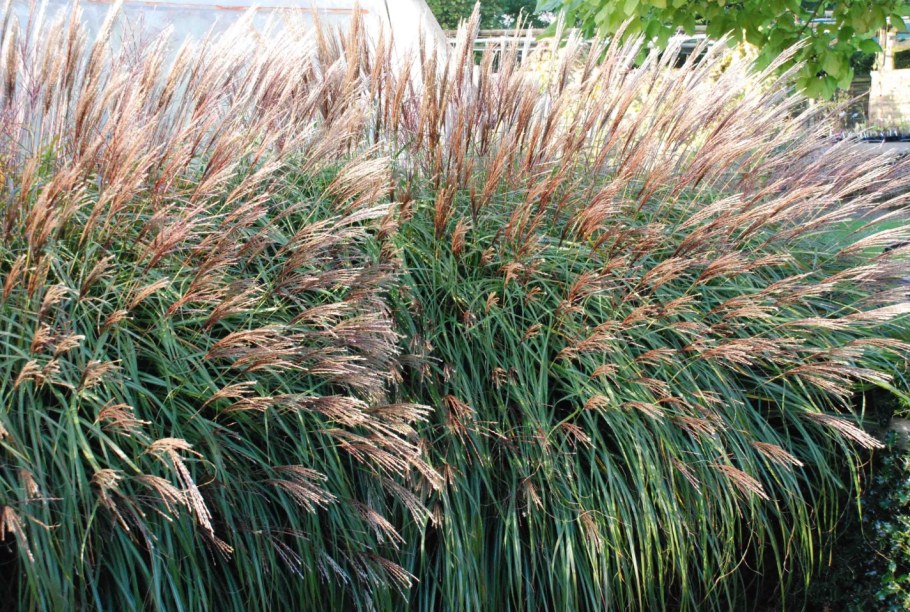 Мискантус китайский "Gracillimu