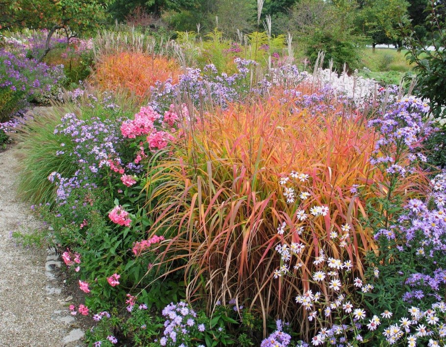 Мискантус китайский Пурпуресценс