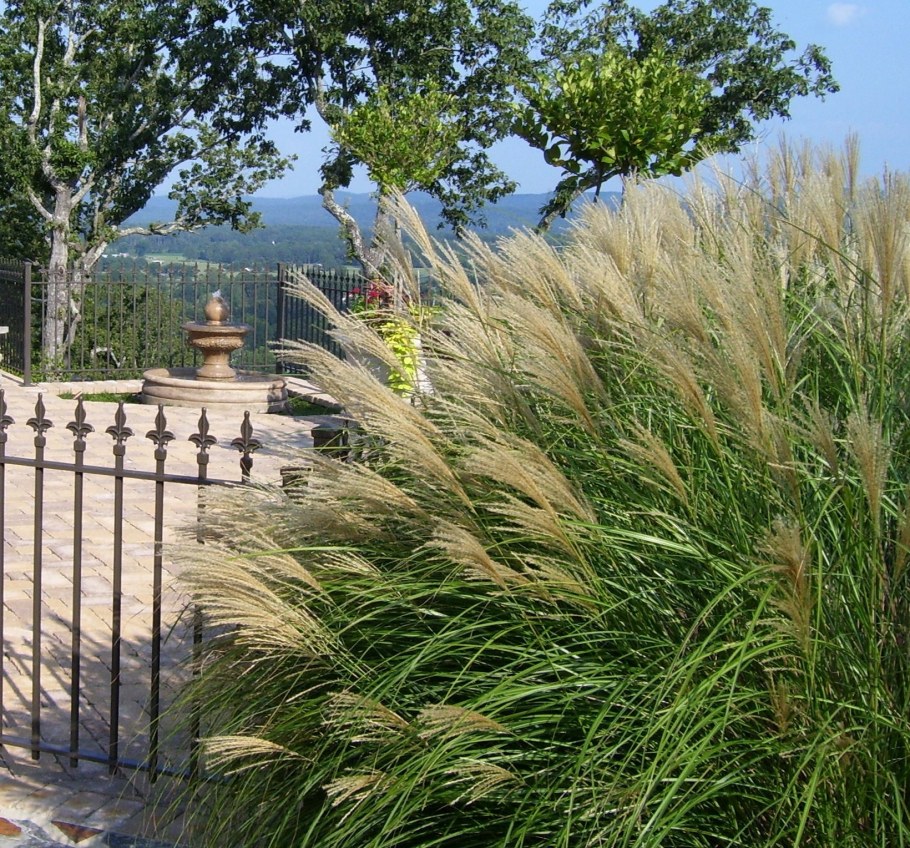 Мискантус в ландшафте