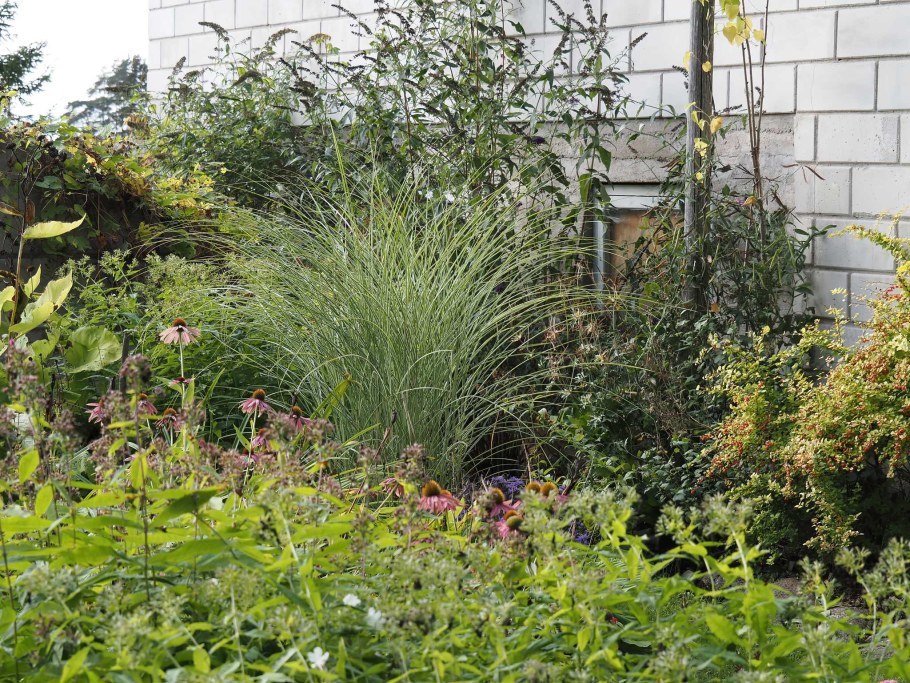 Мискантус Монинг Лайт