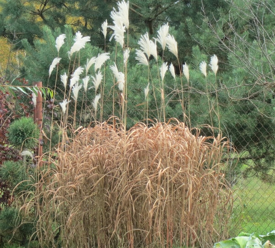 Мискантус китайский 'zebrinus'