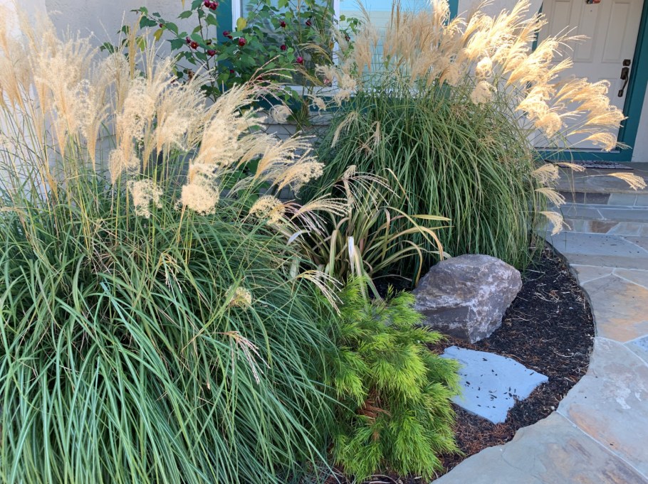 Мискантус Кляйн фонтан