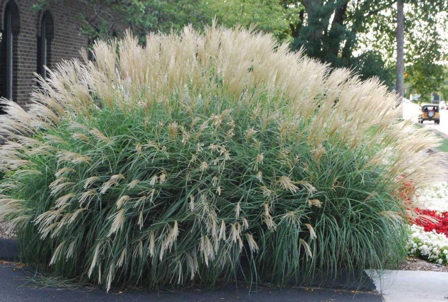 Мискантус китайский сахароцветковый