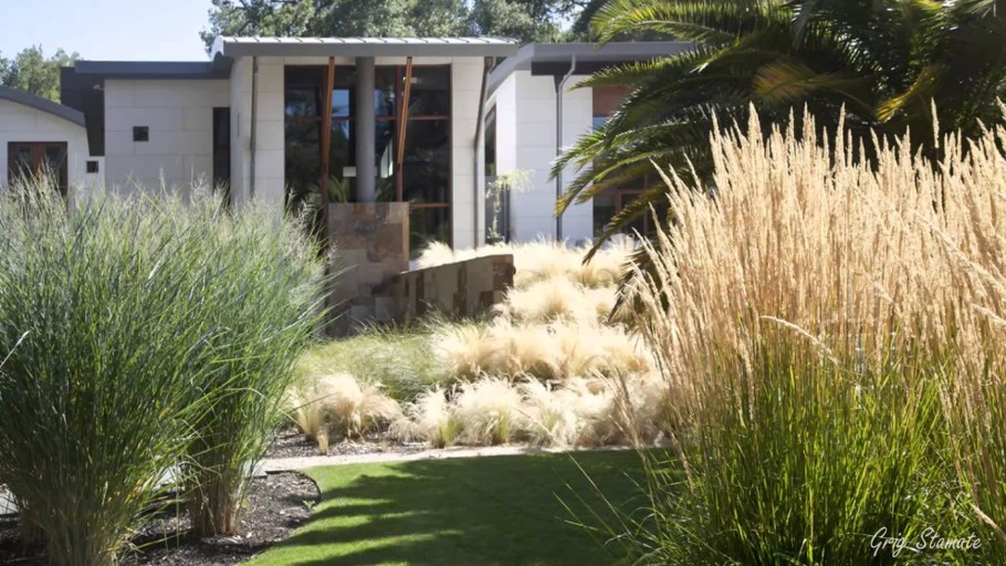 Мискантус Карл Форстер