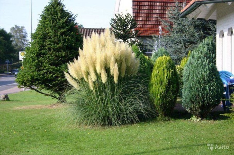 Кортадерия пампасная трава