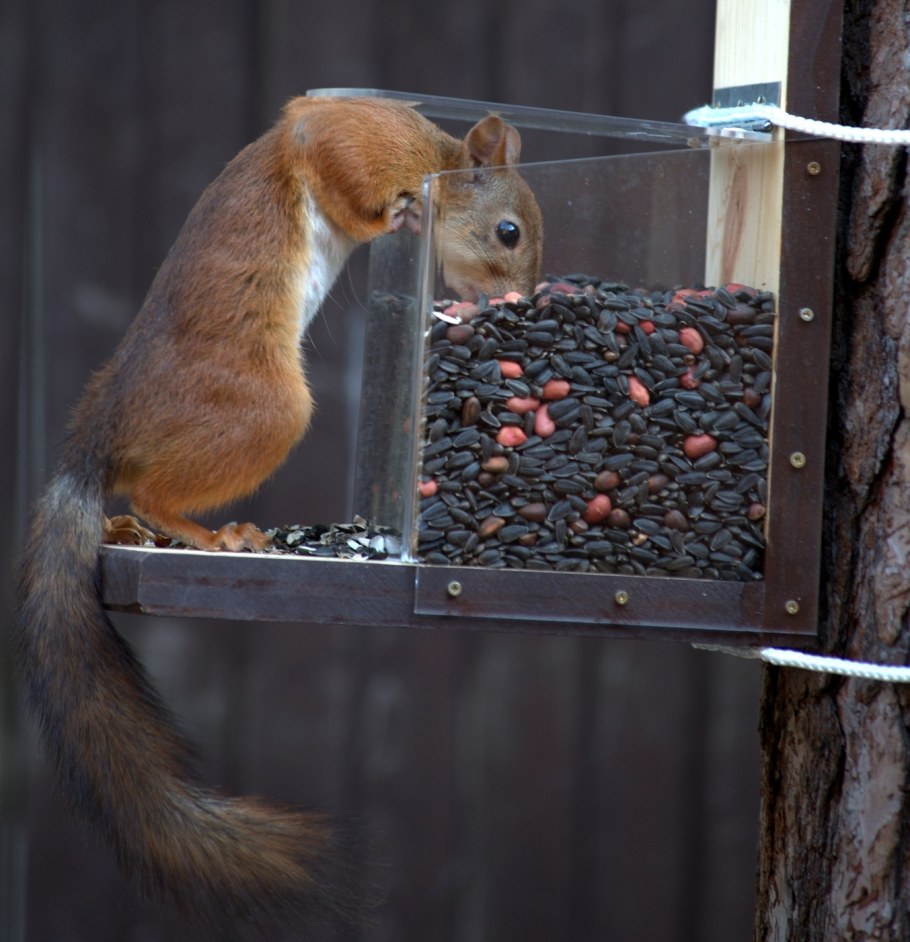 Кормушка для белки