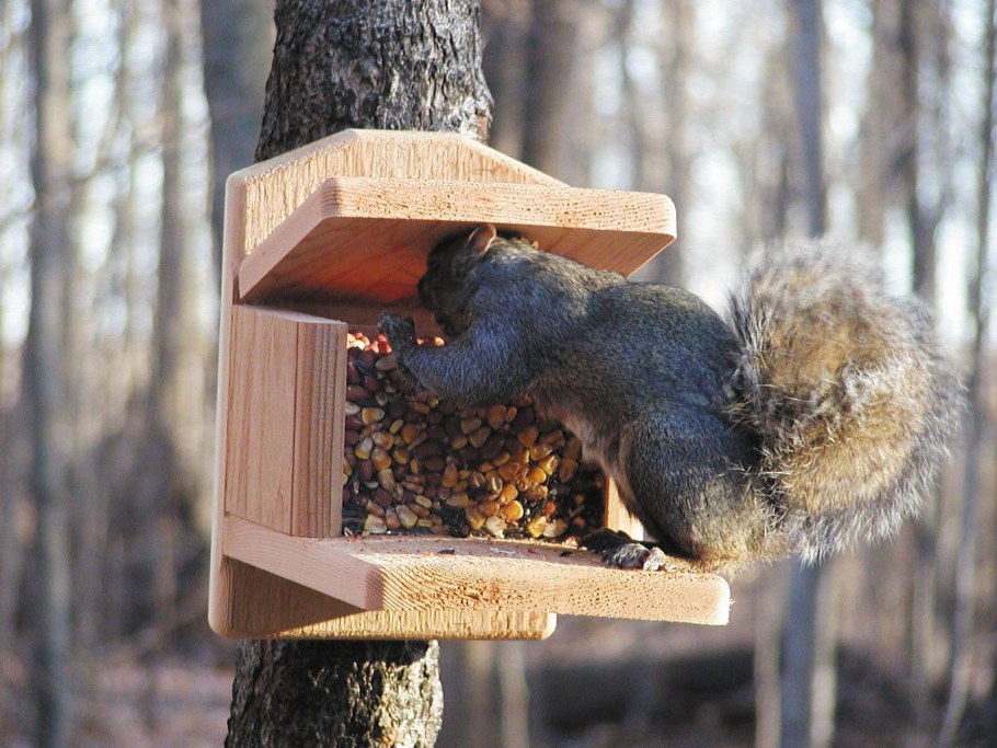 Кормушка для белки