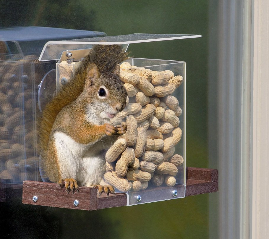 Squirrel Feeder