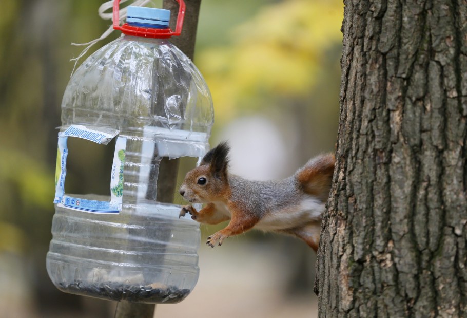 Кормушка для белок из пластиковой бутылки