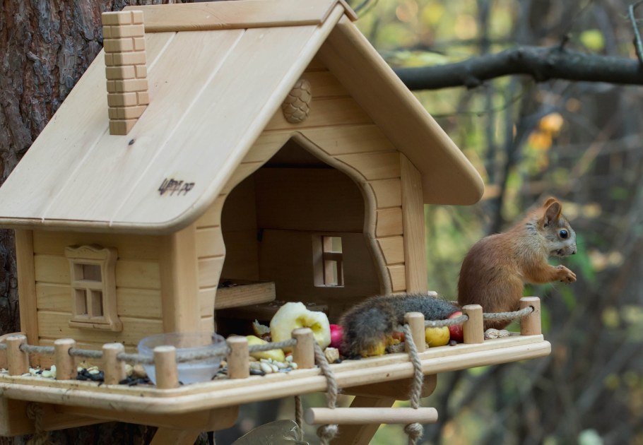 Домик для бельчат