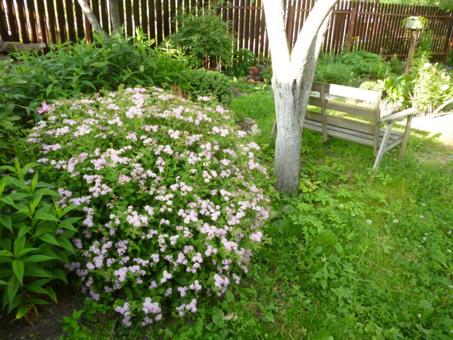 Спирея Литтл принцесс и гортензия
