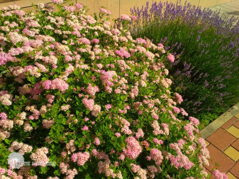 Спирея Широбана