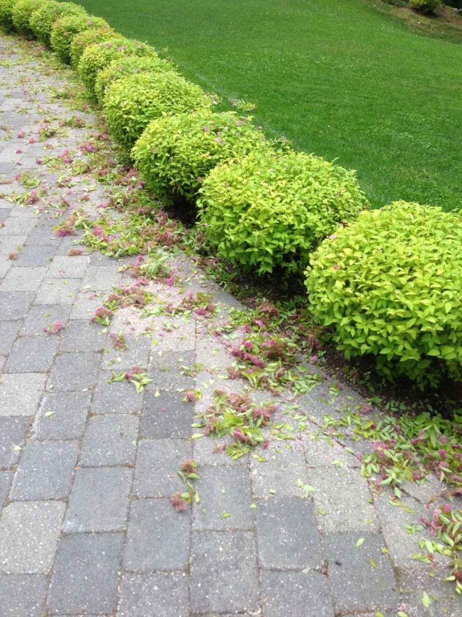 Спирея японская Голден карпет