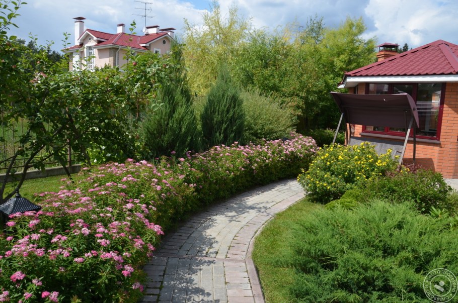 Спирея японская Живая изгородь