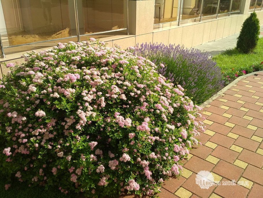 Спирея Генпей Широбана